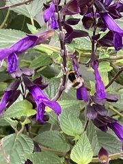 Bombus terrestris