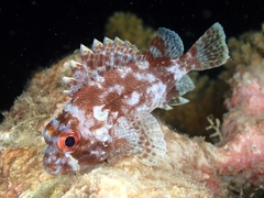 Tinkham's Scorpionfish photo 1