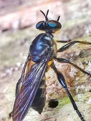 Laphriini