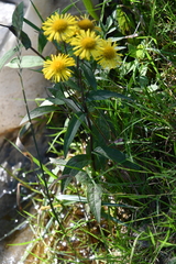 Inula japonica