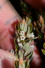 Cyathodes straminea