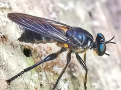 Laphriini
