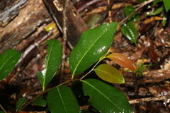 Diospyros fasciculosa
