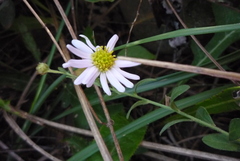 Aster shimadae
