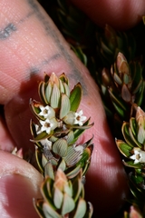 Cyathodes straminea