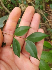 Memecylon pauciflorum