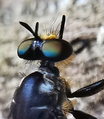 Laphriini
