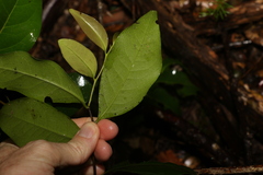 Diospyros fasciculosa