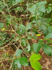 Memecylon pauciflorum