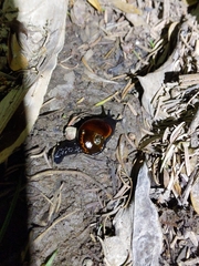 Helicarion cuvieri