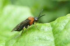 Eutomostethus ephippium