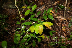 Diospyros fasciculosa