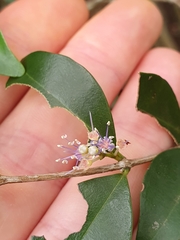 Memecylon pauciflorum