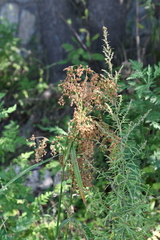 Scirpus lushanensis