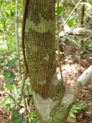 Memecylon pauciflorum