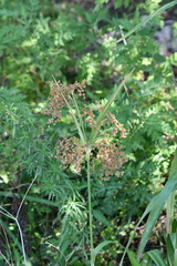 Scirpus lushanensis