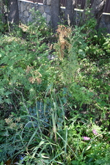 Scirpus lushanensis