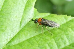 Eutomostethus ephippium