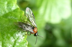 Eutomostethus ephippium