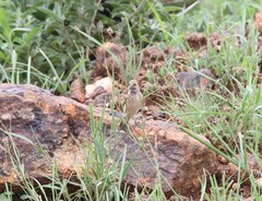 Crithagra atrogularis atrogularis