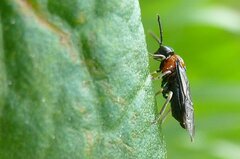 Eutomostethus ephippium