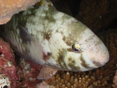 Scarus rivulatus