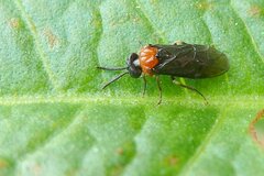 Eutomostethus ephippium