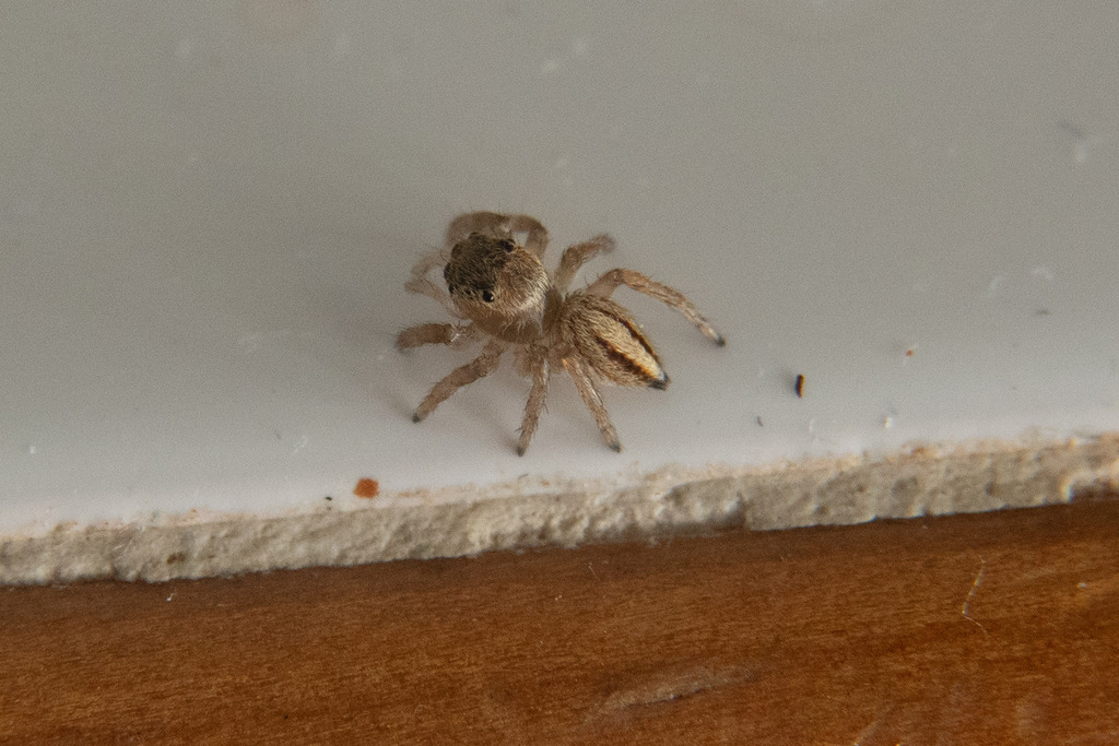 White Garland House Hopper from Castlemaine VIC, Australia on September 20, 2022 at 0211 PM by