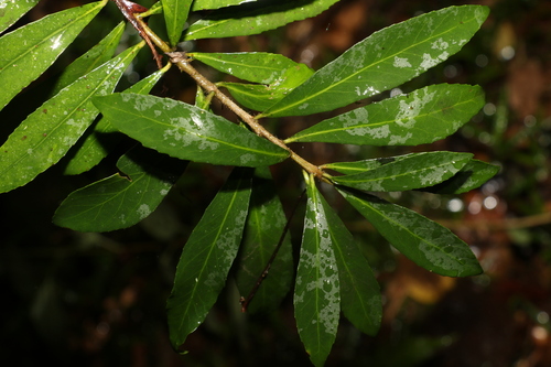 Symplocos harroldii (Symplocos harroldii)