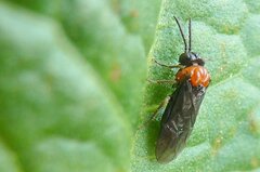 Eutomostethus ephippium