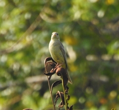 Emberiza melanocephala