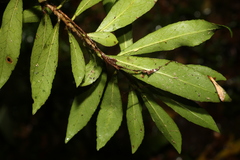 Symplocos harroldii