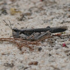 Pycnostictus seriatus