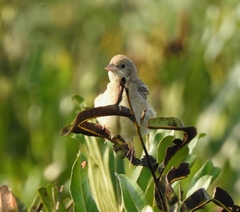 Emberiza melanocephala