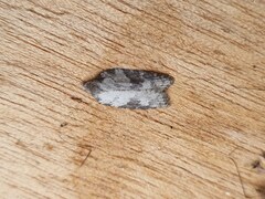 Acleris sparsana