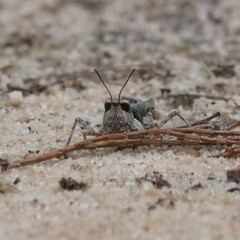Pycnostictus seriatus