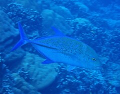 Caranx melampygus
