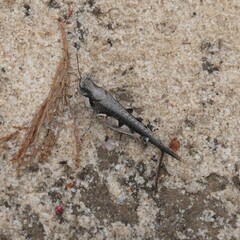 Pycnostictus seriatus