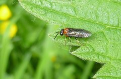 Eutomostethus ephippium