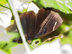 Erebus hieroglyphica