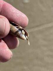 Isocheles wurdemanni