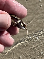 Isocheles wurdemanni