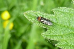 Eutomostethus ephippium