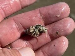 Isocheles wurdemanni