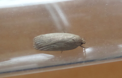 Agonopterix