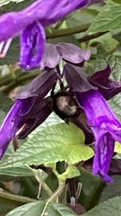 Bombus terrestris