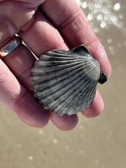 Argopecten irradians