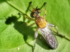 Laphriini