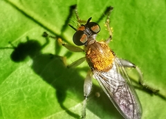 Laphriini