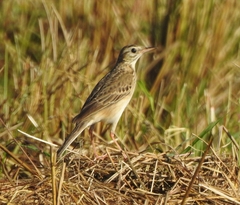 Anthus richardi